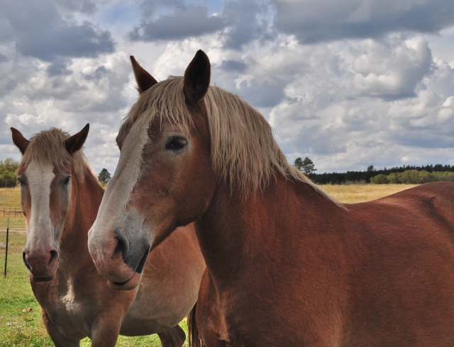 horse closeup